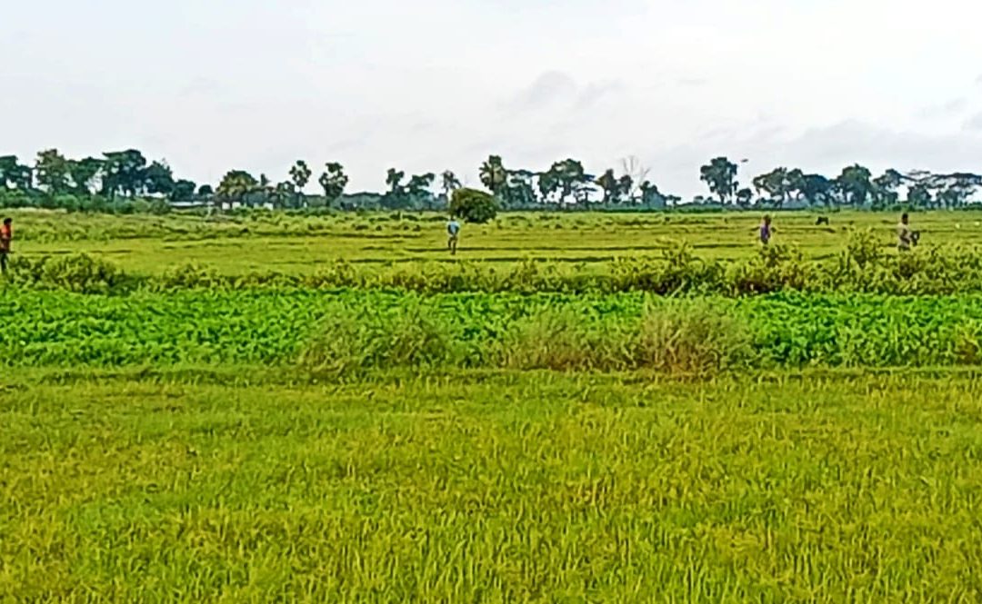 বেনাপেল ধান্যখোলা সীমান্তে বিএসএফের গুলিতে নিহত বিজিবি সদস্য